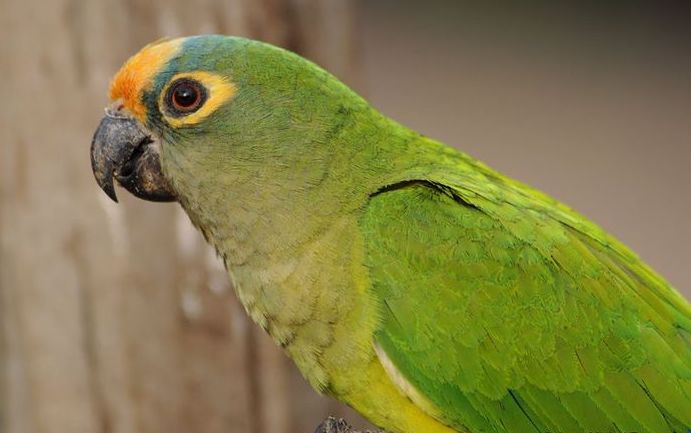 Conure de Finsch sur une roche